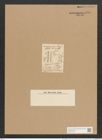 Nitzschia angustata var. acuta Grun. (de-Toni-Nr.: Genus 47, Species 2009) Zeichnungen Sammlung Grunow Nr. 3969 (NHMW-BOT-W0371739)